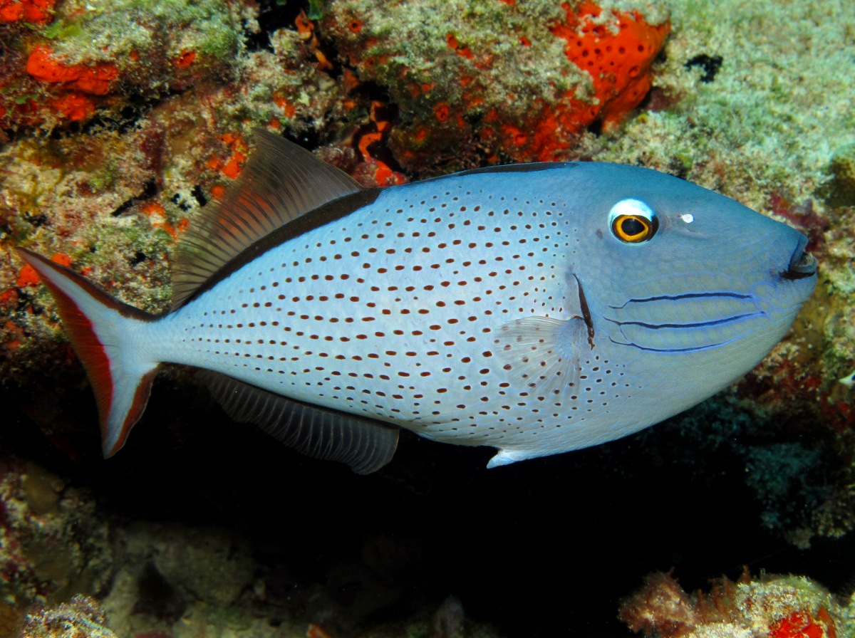 Sargassum Triggerfish